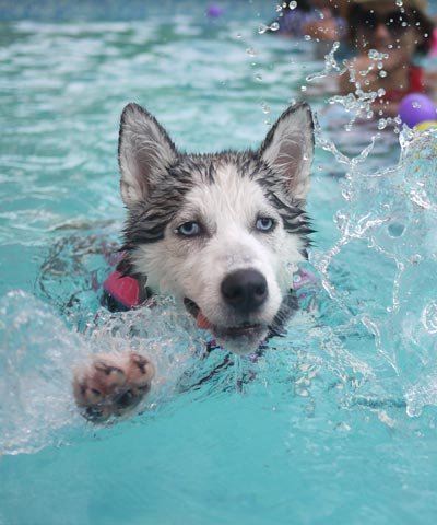 Dog swimming day at Rocky Pool